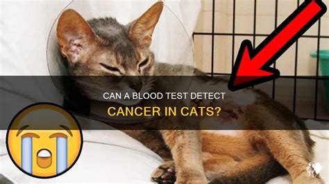 should a blood test detect soft tissue carcinoma in cats|can cats get blood tests.